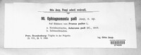 Ophiognomonia padicola image